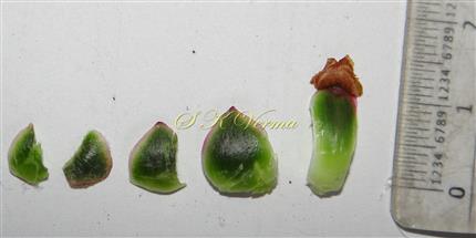  Phyllaries